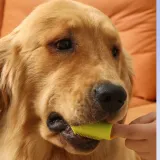 Silicone Finger Toothbrush for Dogs and Cats Care Tool Silicone Finger Toothbrush for Dogs and Cats Care Tool