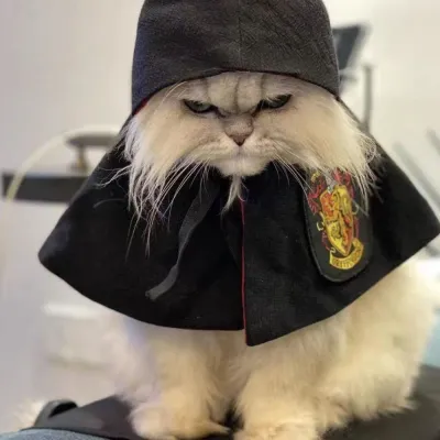 3Pet Harry Potter Dress-Up Cloak and Hat for Cats and Dogs Pet Harry Potter Dress-Up Cloak and Hat for Cats and Dogs