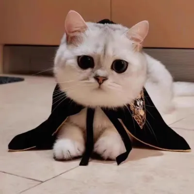 Pet Harry Potter Dress-Up Cloak and Hat for Cats and Dogs Pet Harry Potter Dress-Up Cloak and Hat for Cats and Dogs
