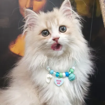 Adjustable Breathable Polyester Pet Collar with Bell11