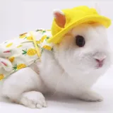 Rabbit Clothing Accessories and Leash Set5