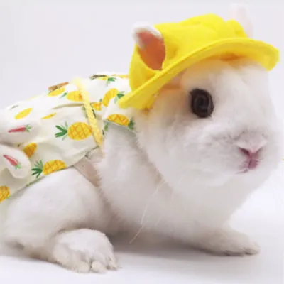 Rabbit Clothing Accessories and Leash Set5