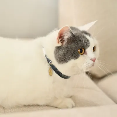 Adjustable Pet Collar For Cats and Small Dogs Adjustable Pet Collar For Cats and Small Dogs