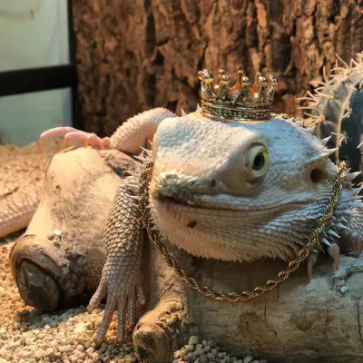 Crown and Neckless Costume Pet Outfit for Lizard