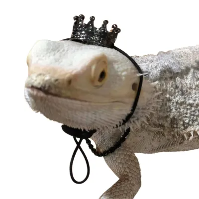 Crown and Neckless Costume Pet Outfit for Lizard