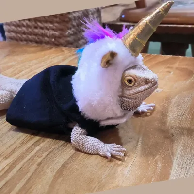 Felt Unicorn Costume and Felt Pet Outfit for Lizard Felt Unicorn Costume and Felt Pet Outfit for Lizard