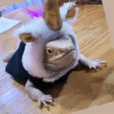 Felt Unicorn Costume and Felt Pet Outfit for Lizard Felt Unicorn Costume and Felt Pet Outfit for Lizard