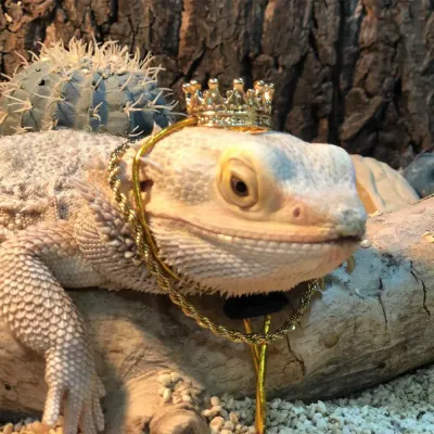 Crown and Neckless Costume Pet Outfit for Lizard