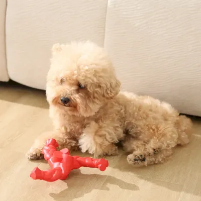 strong chewer dog toy