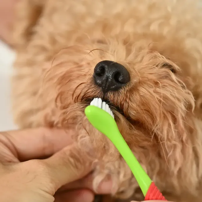 Dog Toothbrush 360