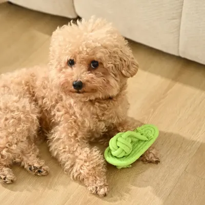 shoe chew dog toys shoe chew dog toys