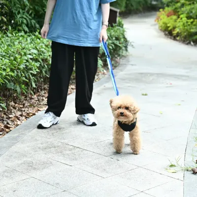 Wholesale Dog Shock Absorbing Leash Wholesale Dog Shock Absorbing Leash