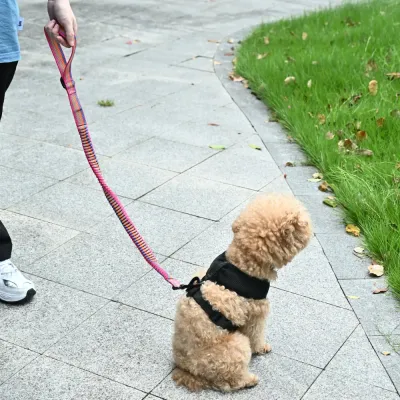 Bulk Dog Elastic Leash Bulk Dog Elastic Leash