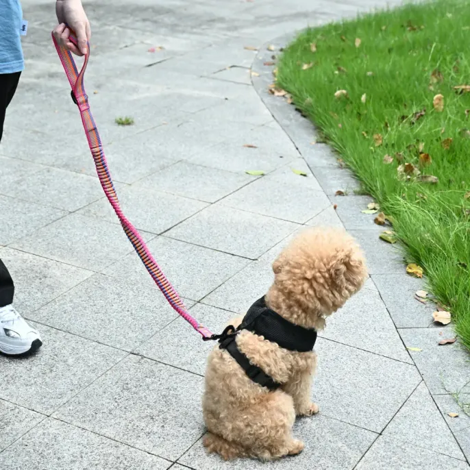 Bulk Dog Elastic Leash Bulk Dog Elastic Leash