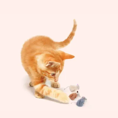 retail cat toy
