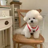 poodle small dog clothes poodle small dog clothes