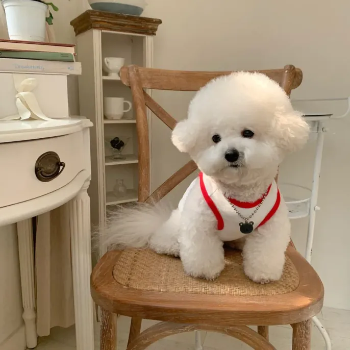 poodle small dog clothes poodle small dog clothes