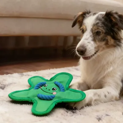 fetch dog toy fetch dog toy