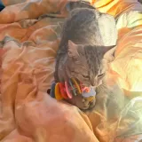 active play cat toy