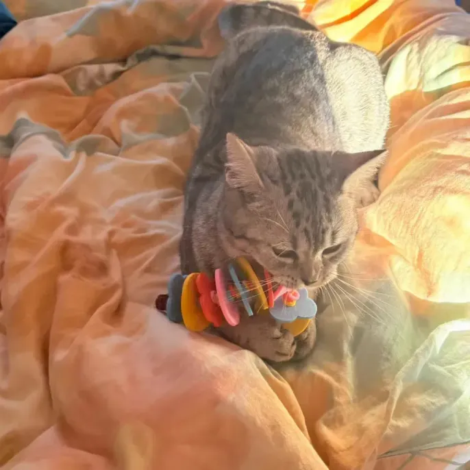 active play cat toy