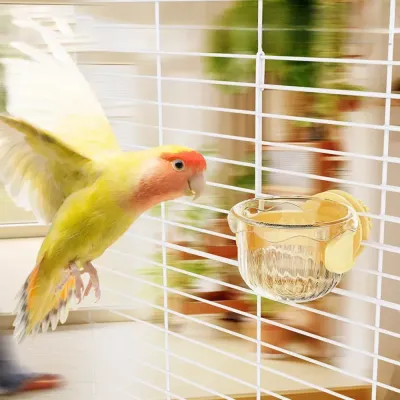 parakeet food dish parakeet food dish