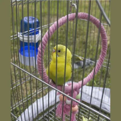 parrot activity swing parrot activity swing
