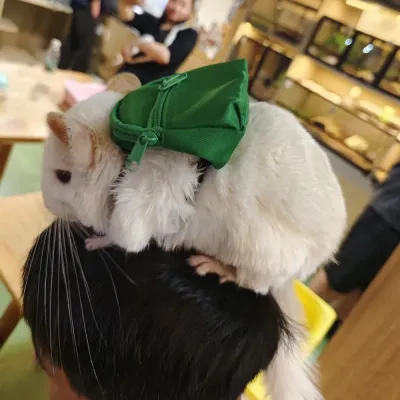 pocket pet harness