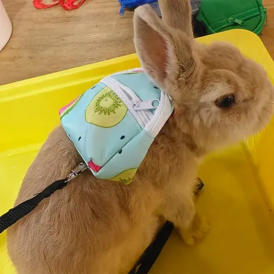 guinea pig leash set