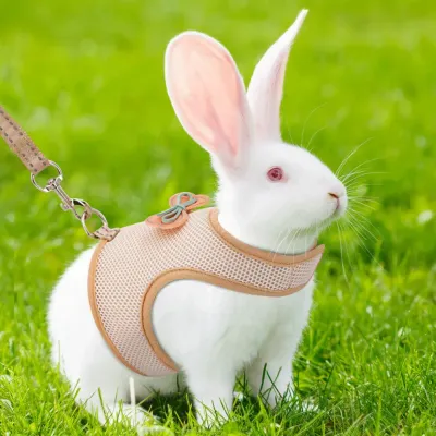 guinea pig harness guinea pig harness