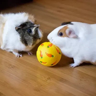 bunny enrichment toy