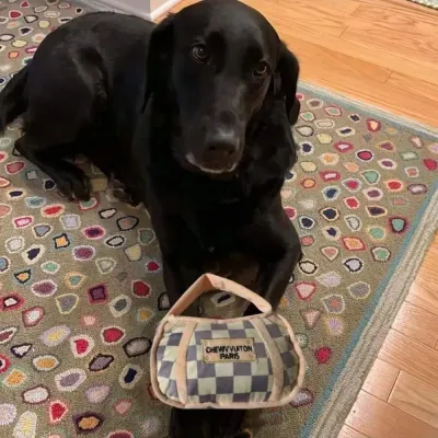 Checkered dog toy