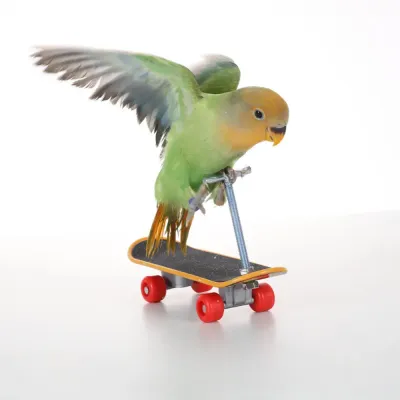 interactive bird toy