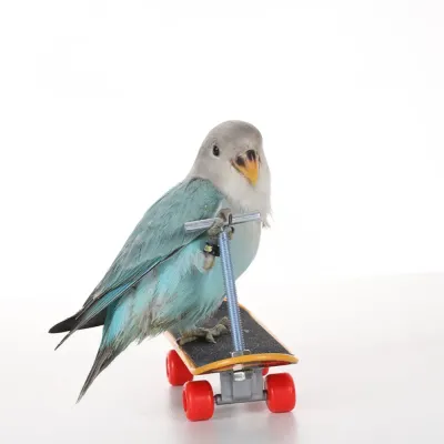 parrot balance toy