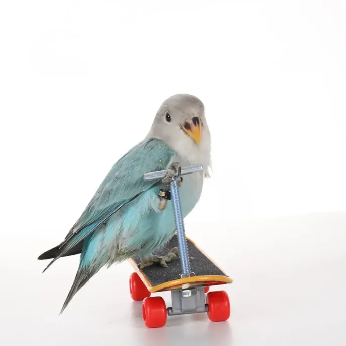 parrot balance toy parrot balance toy