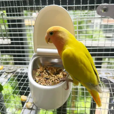 cockatiel toilet cockatiel toilet