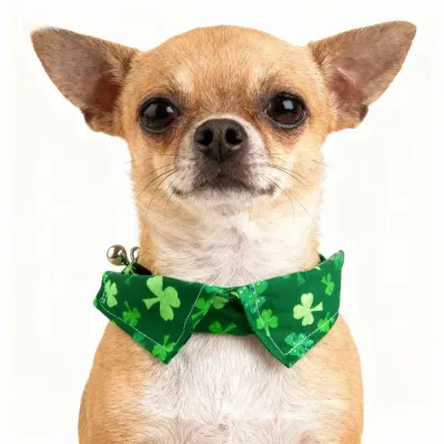 st patrick cat outfit st patrick cat outfit