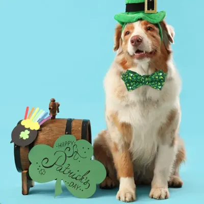 festive dog accessory