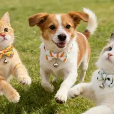 Wholesale Easter Egg Rabbit Carrot Cute Easter Cat Collar with Bow Tie Wholesale Easter Egg Rabbit Carrot Cute Easter Cat Collar with Bow Tie