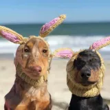Pet Easter Hat (5)