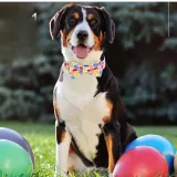 Love Heart Egg Four-Leaf Clover Printed Bowknot Pet Collar Love Heart Egg Four-Leaf Clover Printed Bowknot Pet Collar