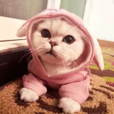 dog hoodie_7
