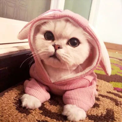 dog hoodie_7 dog hoodie_7
