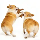 Durable Pet Squeaker Toy (3)