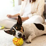 Pet Easter egg toy (6)