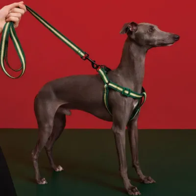 Flexible Polyester Made FPF Pet Leash and Harness and Collar Set (4)