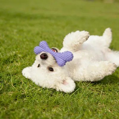 Pet toys set (10) Pet toys set (10)