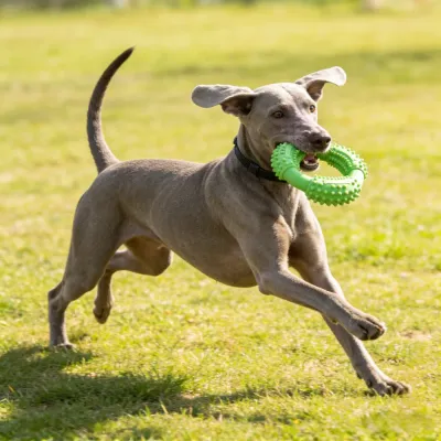 Pet toy set (9)