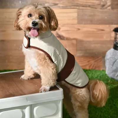 Contrasting Belt Design Jacquard Striped Texture Dog Coat6