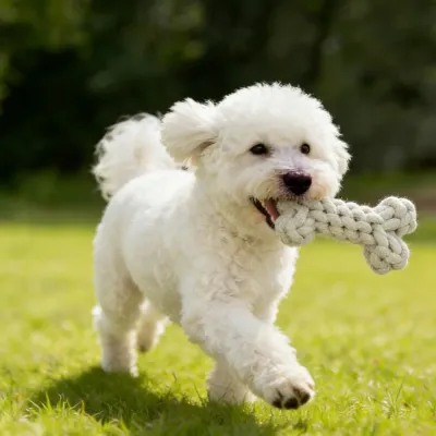 Pet toys set (1) Pet toys set (1)