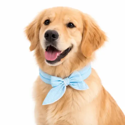 Cooling Dog Bandana Collar Blue – Summer Pet Cooling Scarf Golden retriever wearing blue cooling dog bandana collar for summer heat relief